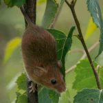 Knockout Pest Control Secrets for a Stress Free Home