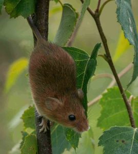 rodent removal vancouver